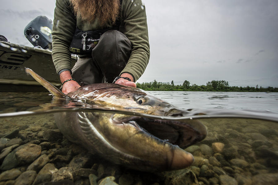 Wildlife Photograph - King Salmon In Togiak River, Alaska by Jess McGlothlin Media