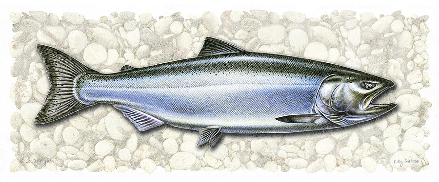 King Salmon  Painting by JQ Licensing