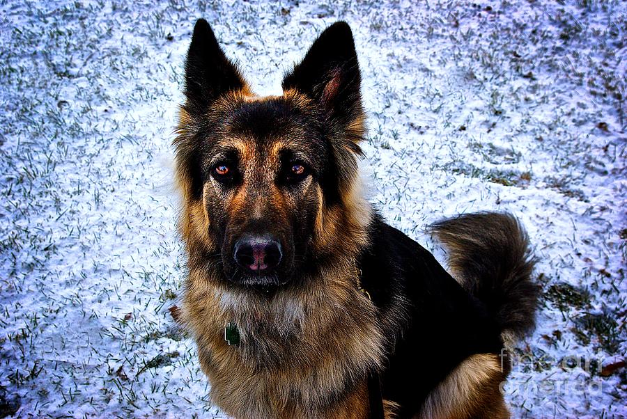 King Shepherd Dog Photograph by Frank J Casella King Shepherd Dog Photograph by Frank J Casella