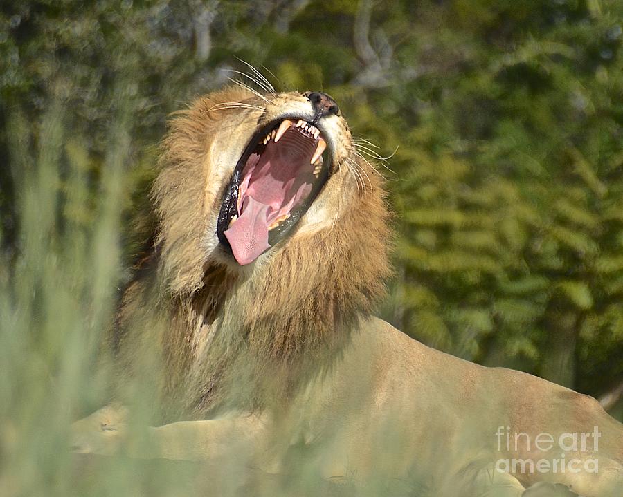 King Size Yawn Photograph by Carol  Bradley