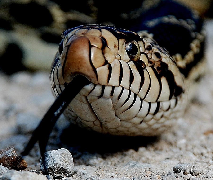 Reptile Photograph - King Snake by Audie Thornburg