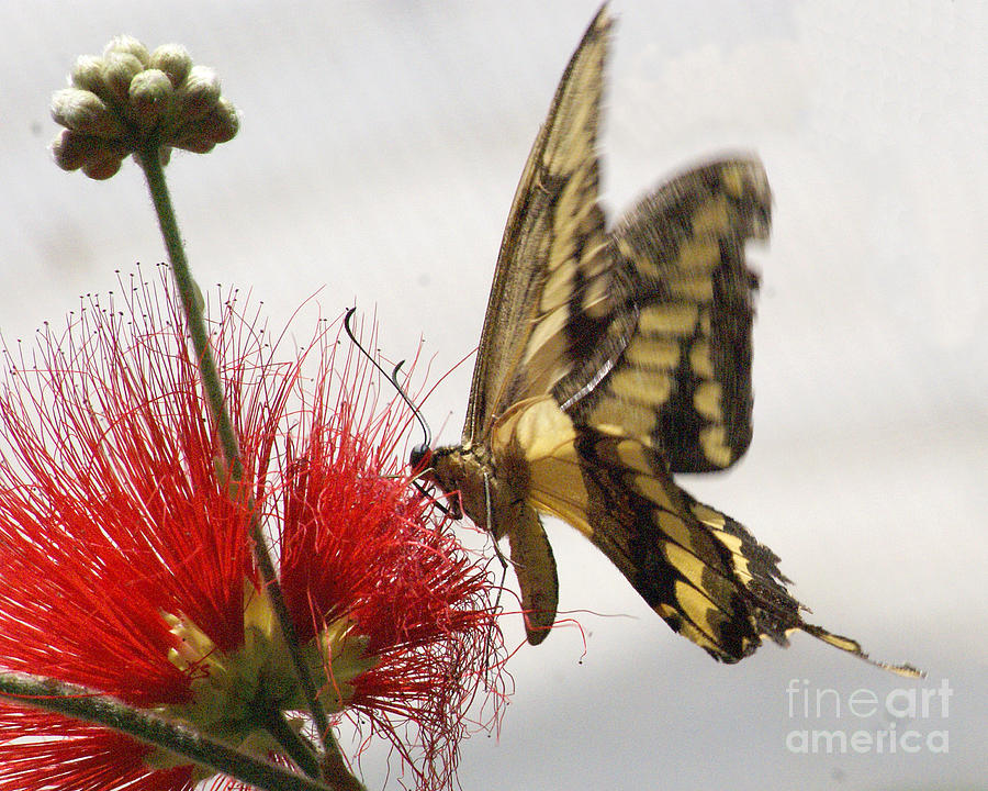 King Swallowtail Butterfly Photograph by Rudi Prott