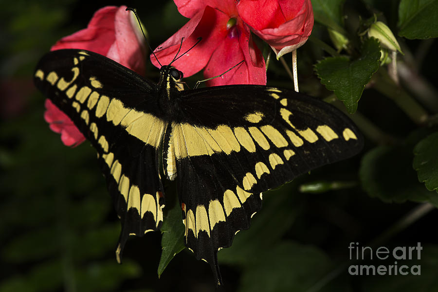 King Swallowtail Photograph by JT Lewis