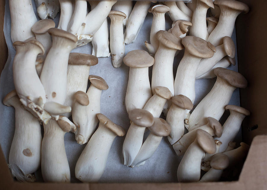 King Trumpet Mushrooms At A Farmers Photograph by Elisa Cicinelli