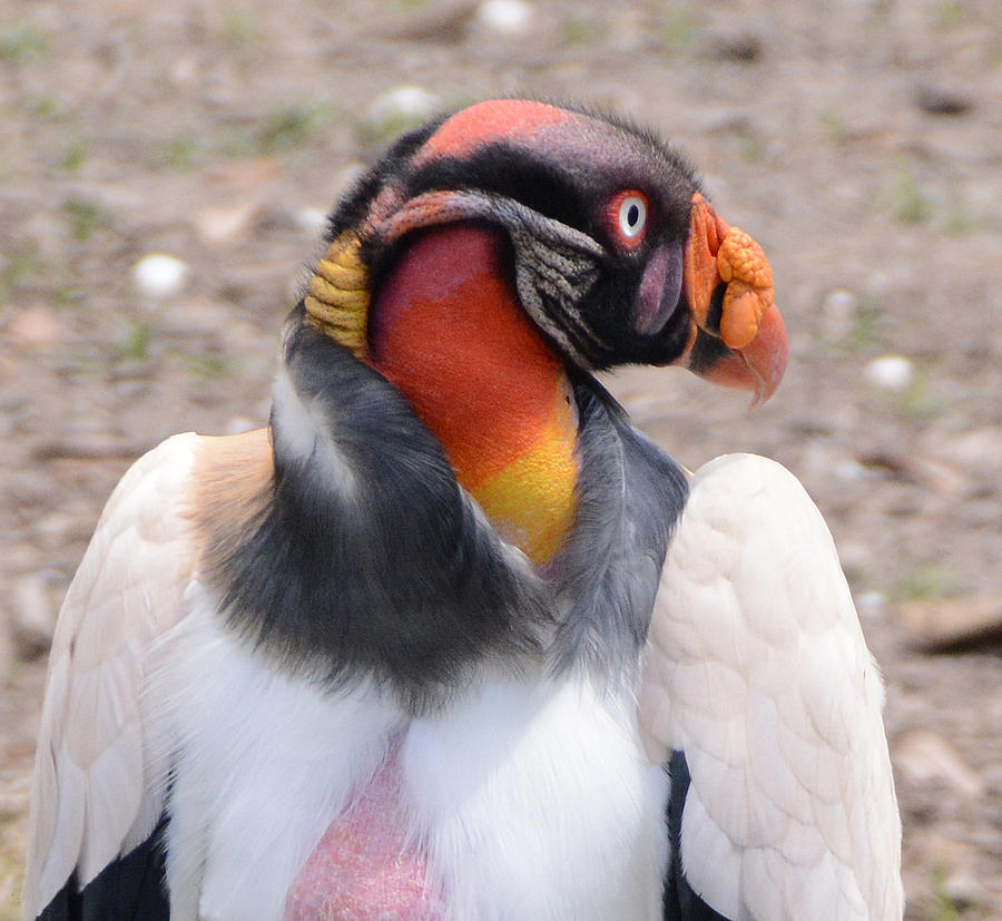 King Vulture Photograph by Charlotte Schafer