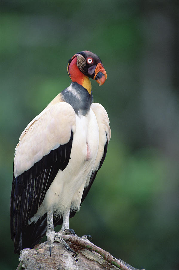 King Vulture In Breeding Colors Photograph by Tui De Roy