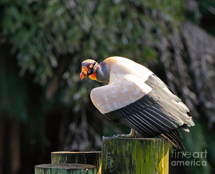 Bird Photograph - King vulture by Louise Heusinkveld