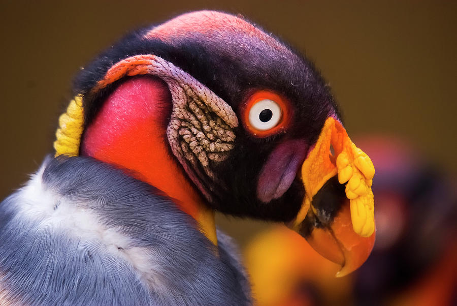 King Vulture Sarcoramphus Papa Photograph by Leonardo Mercon - Fine Art ...