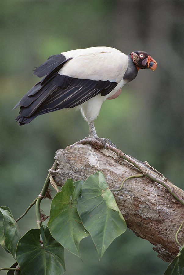 King Vulture Tambopata Peruvian Amazon Photograph by Tui De Roy