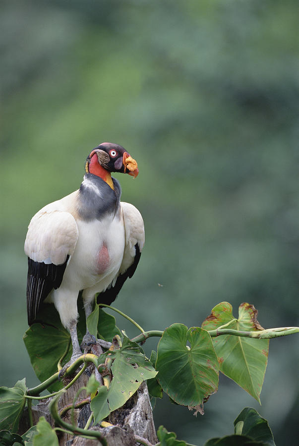 Animal Photograph - King Vulture Tambopata River Peruvian by Tui De Roy