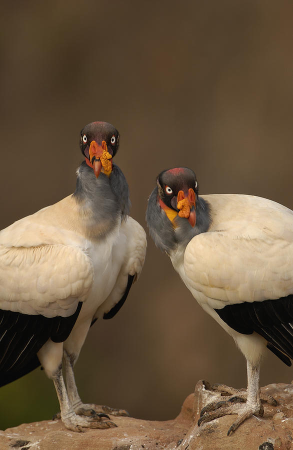King Vultures South America Photograph by Pete Oxford
