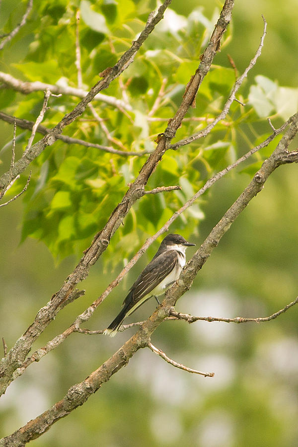 Kingbird in Wisconsin Photograph by Natural Focal Point Photography