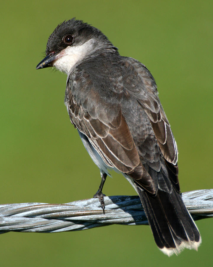 Kingbird on a Wire Photograph by William Selander