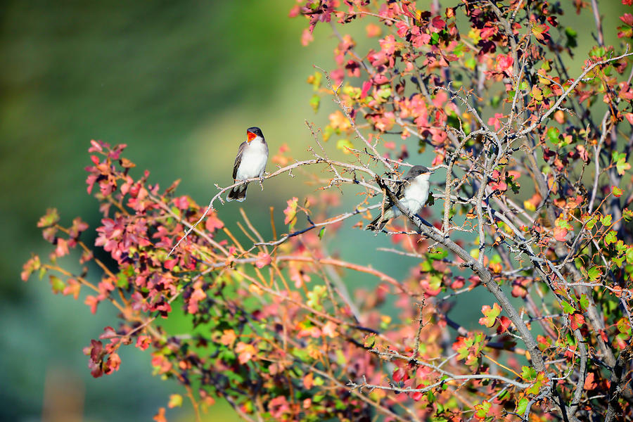 Kingbird Pair Photograph by Greg Norrell