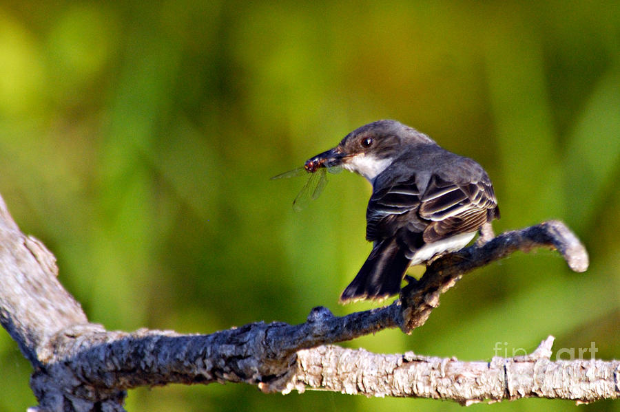 Kingbird with catch. Photograph by Larry Ricker