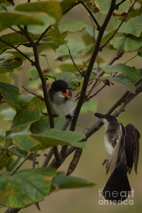 Bird Photograph - Kingbirds sharing a berry by Gordon  Allen