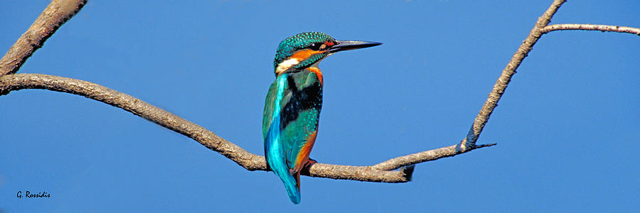 Kingfisher 4 Photograph by George Rossidis