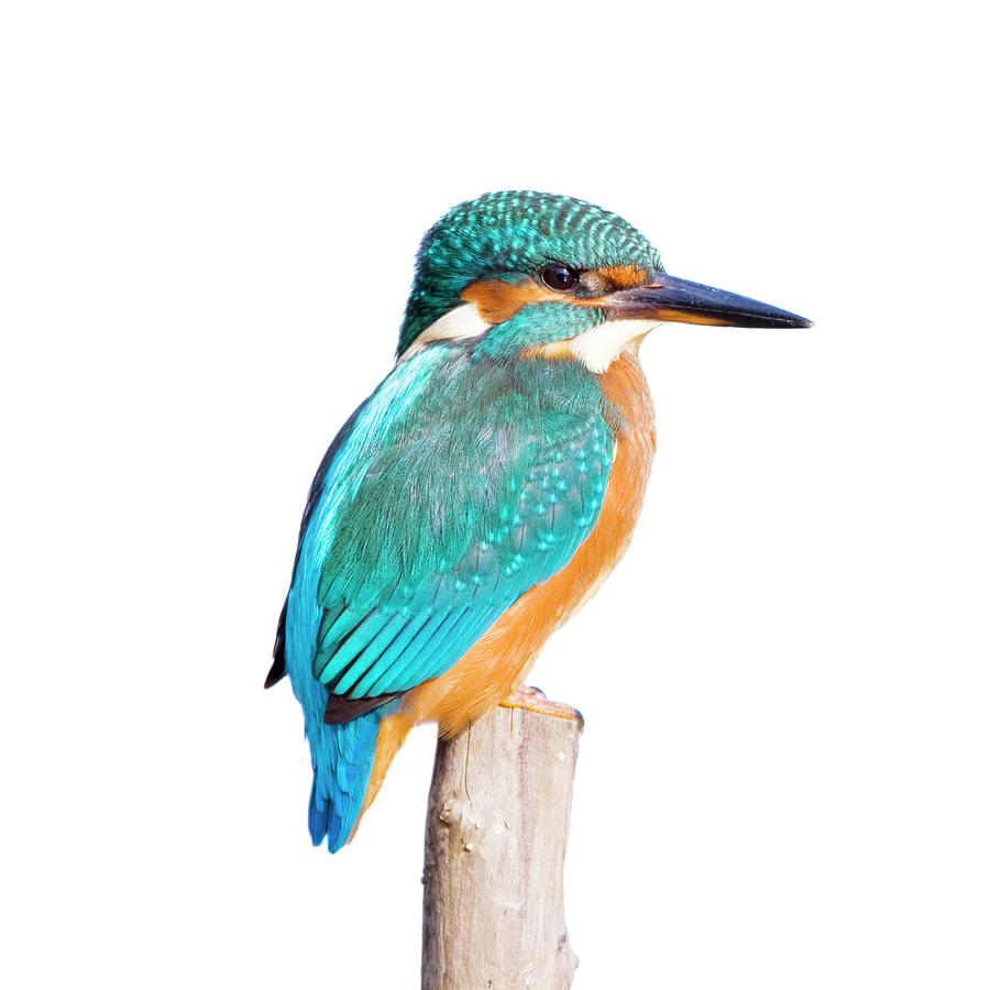 Kingfisher Alcedo Atthis Photograph by Andrew howe Kingfisher Alcedo Atthis Photograph by Andrew howe