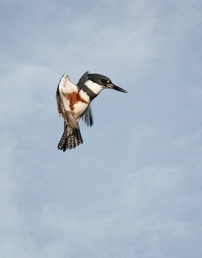 Kingfisher Aloft Photograph by Dawn Currie
