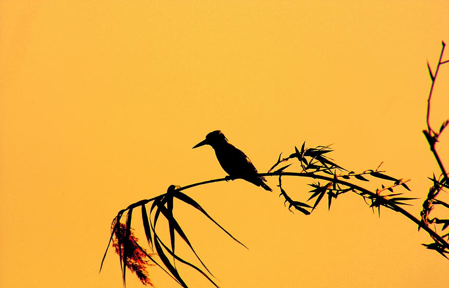 Kingfisher Photograph - Kingfisher by Amanda Stadther