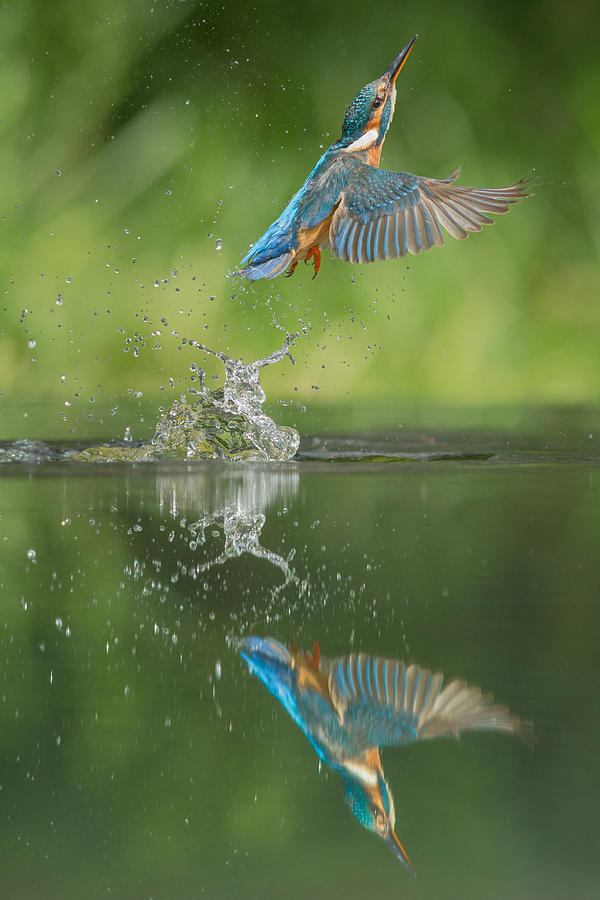Kingfisher Photograph by Andy Astbury