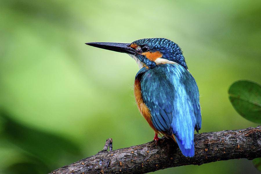 Kingfisher Bird Photograph by Pai-shih Lee