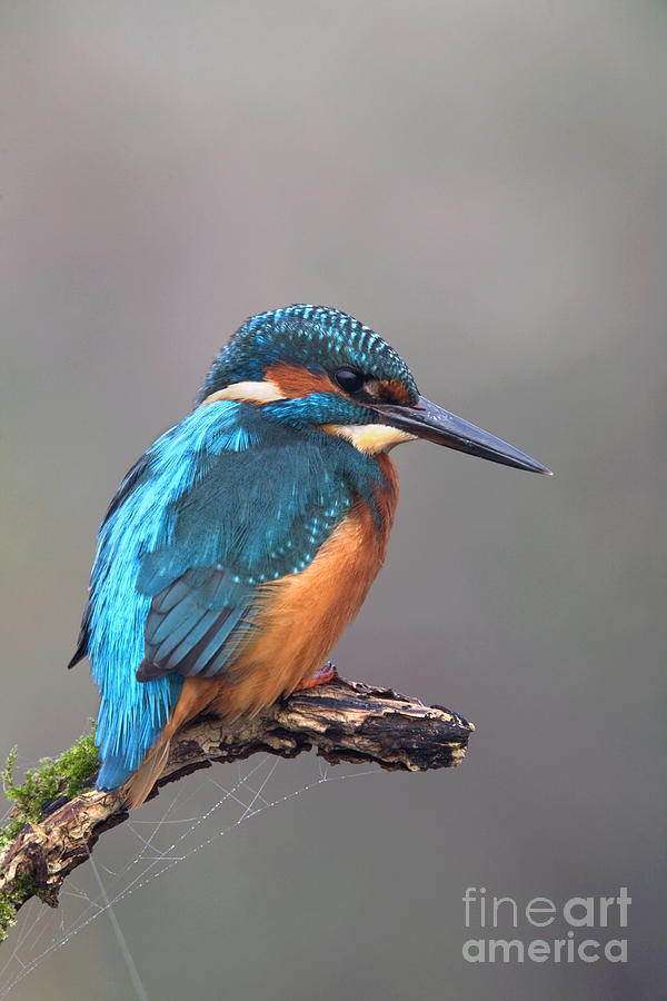 Kingfisher Photograph by David Chapman