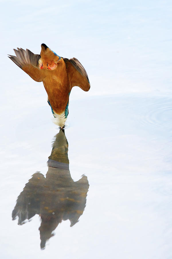 Kingfisher Dive Photograph by Markbridger