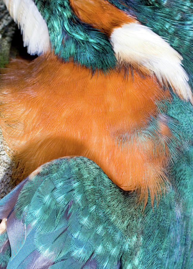 Kingfisher Photograph - Kingfisher Feathers by John Devries/science Photo Library