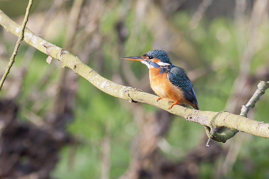 Kingfisher Photograph by Ian Merton