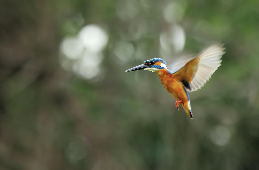 Kingfisher In Flight Photograph by Karthik Photography