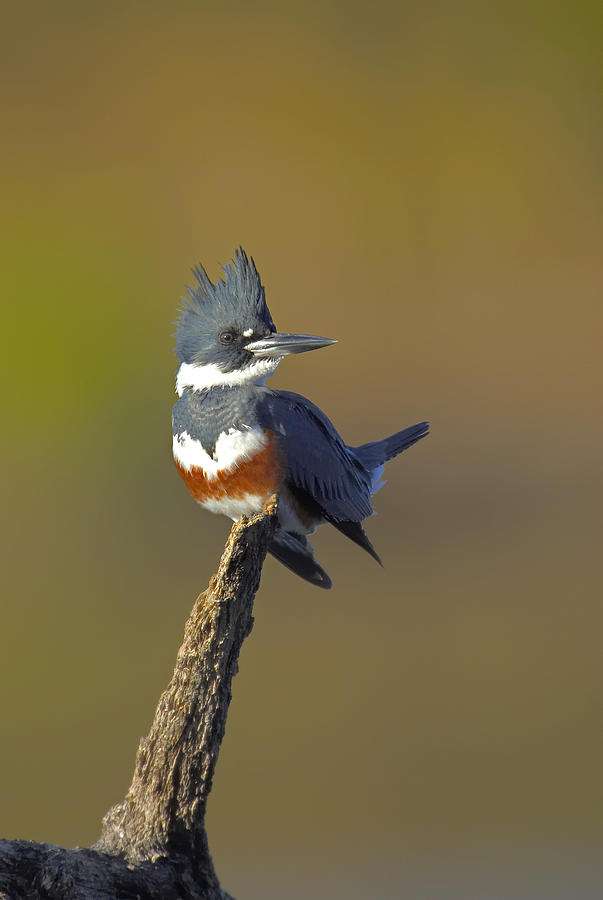 Kingfisher Photograph by Jack Milchanowski