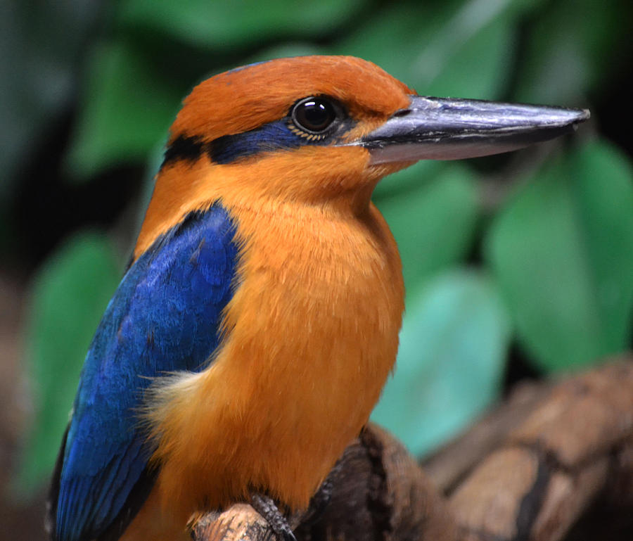 Kingfisher Photograph - Kingfisher by Joe Bledsoe