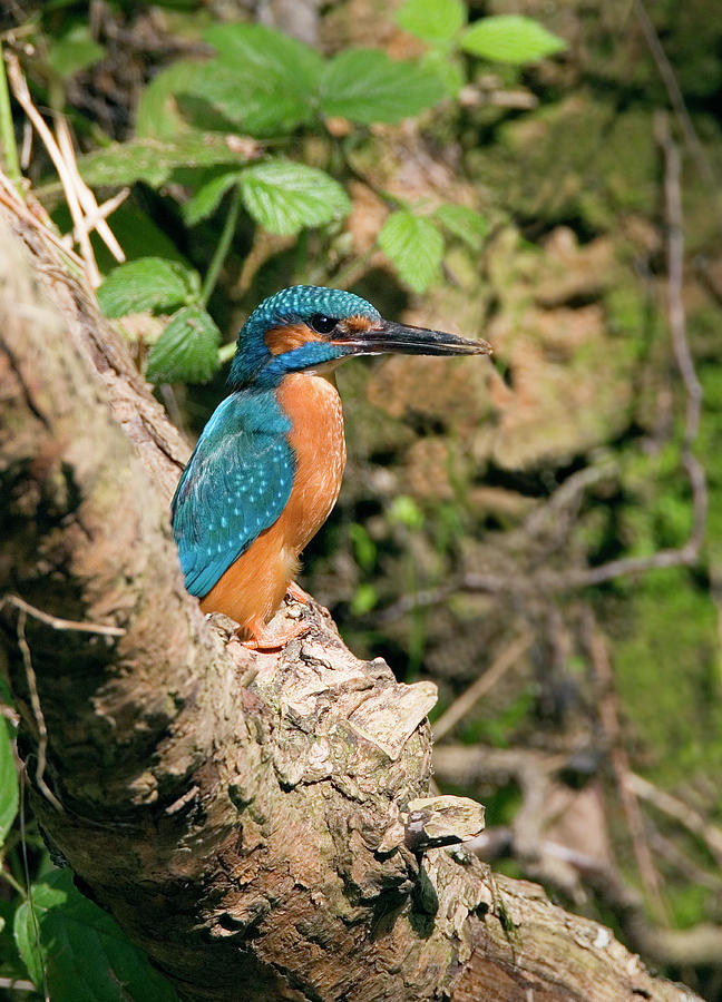 Kingfisher Photograph by John Devries/science Photo Library