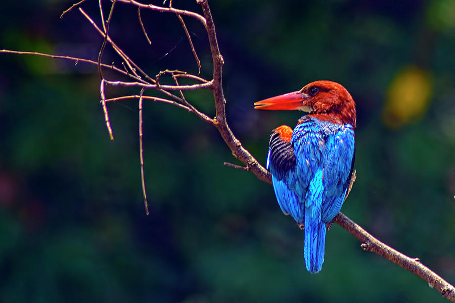 Kingfisher - King Of Colours Photograph by Creativity Has No Limit. An Image Can Tell Million Words.