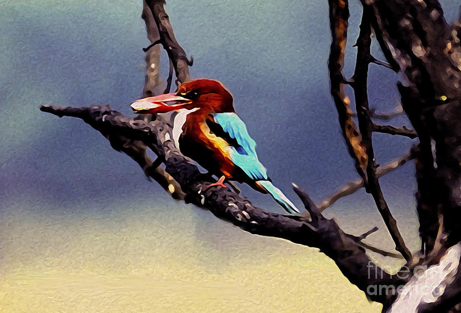 Kingfisher Photograph - Kingfisher  by Manjot Singh Sachdeva