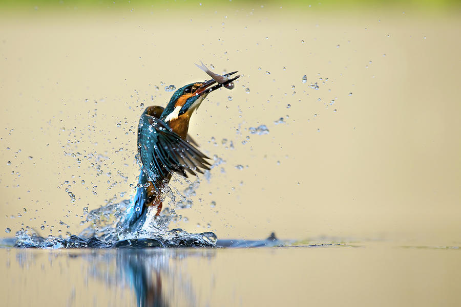 Kingfisher Photograph by Markbridger