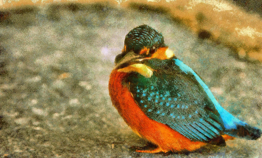 Kingfisher Photograph by Mick Flynn