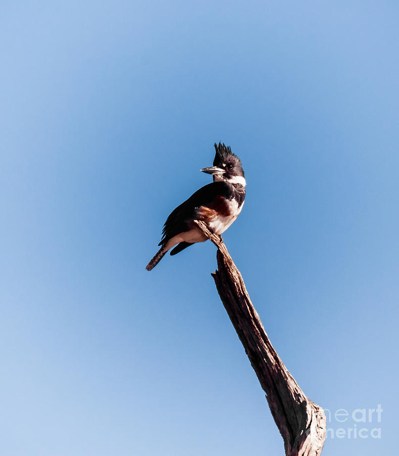 Kingfisher On Dead Tree Photograph by Robert Frederick