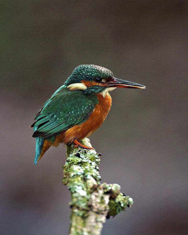 Kingfisher Photograph by Paul Scoullar