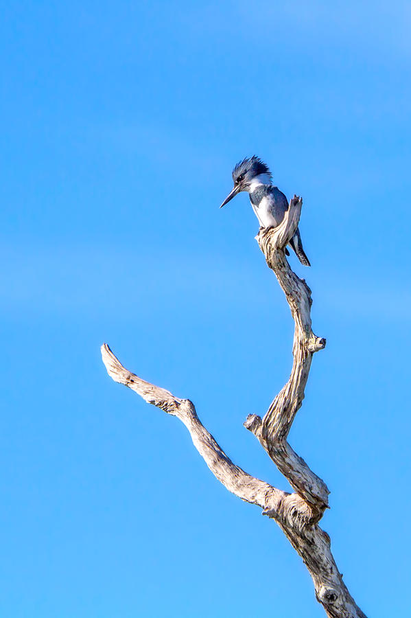 Kingfisher Photograph - Kingfisher Perch by Mark Andrew Thomas