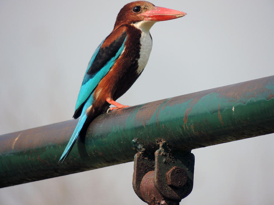 New Delhi Pyrography - Kingfisher by Ramesh Chand