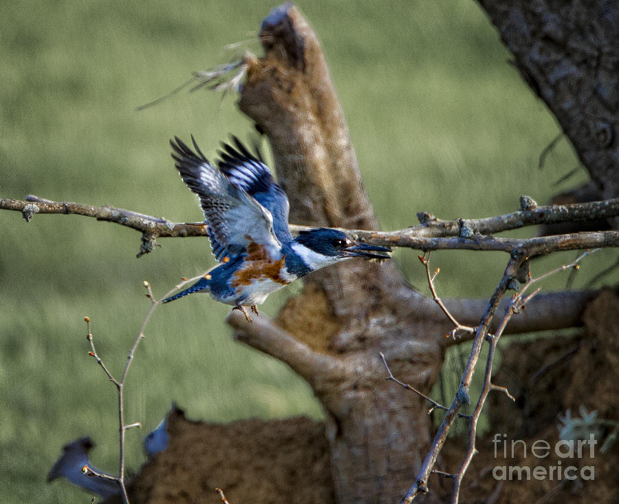 Kingfisher Photograph by Ronald Lutz