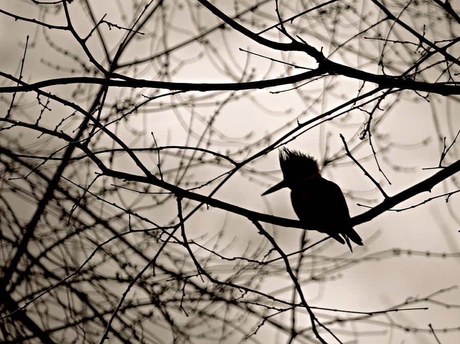 Kingfisher Silhouette Photograph by Dark Whimsy