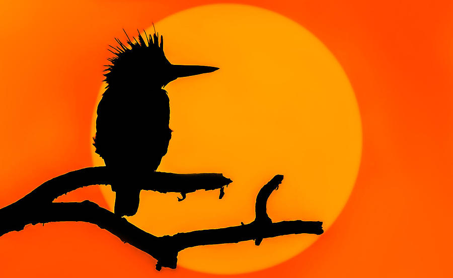aurora photograph kingfisher sunset by brian stevens