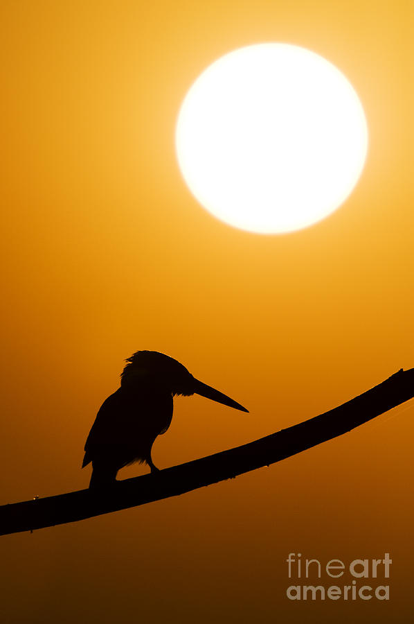 Kingfisher Photograph - Kingfisher Sunset Silhouette by Tim Gainey