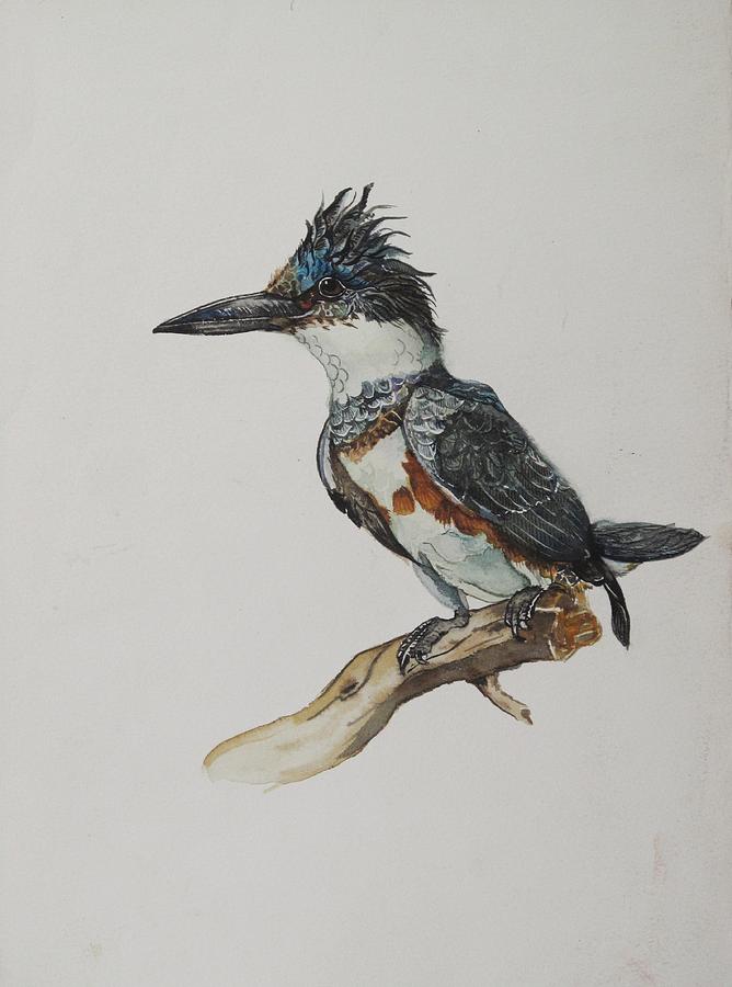 Kingfisher Watercolor Painting by Alfred Ng