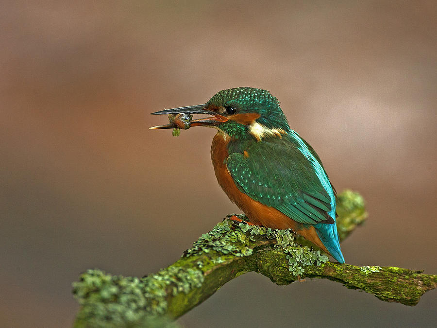 Kingfisher with Stickleback Photograph by Paul Scoullar