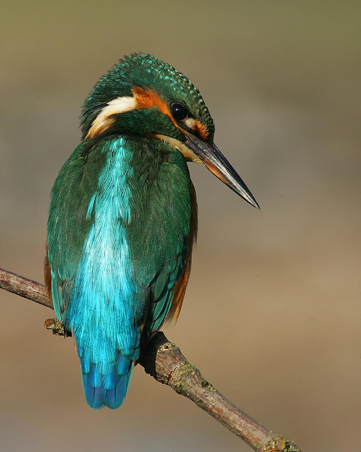 Kingfisher1 Photograph by Tony Mills