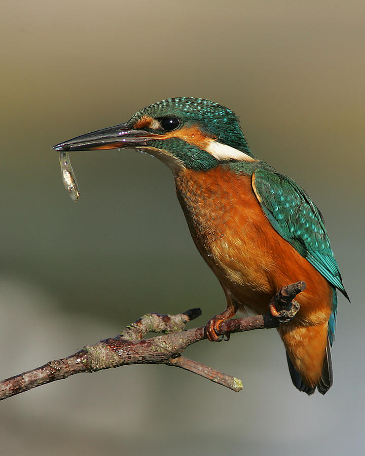 Kingfisher2 Photograph by Tony Mills